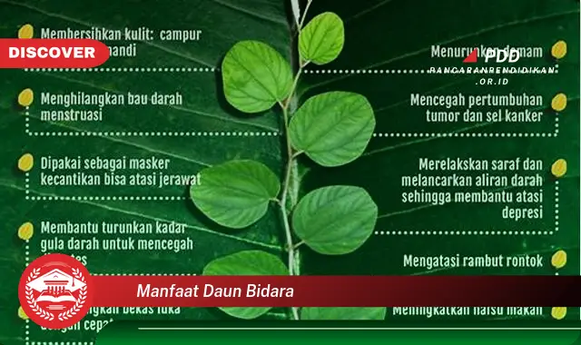 manfaat daun bidara