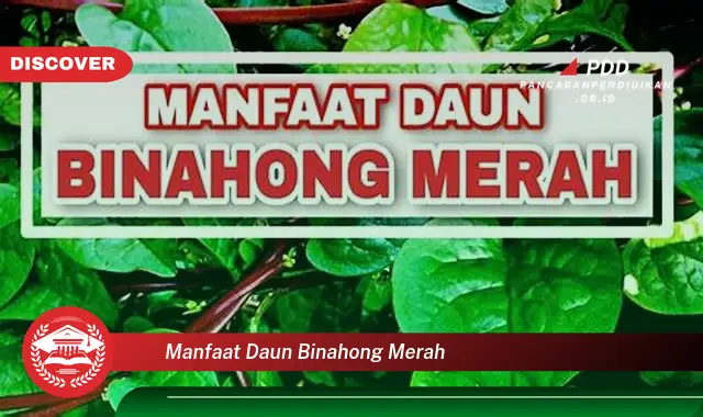 manfaat daun binahong merah