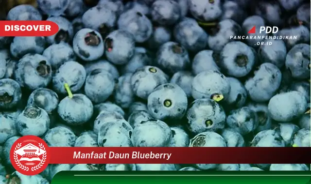 manfaat daun blueberry