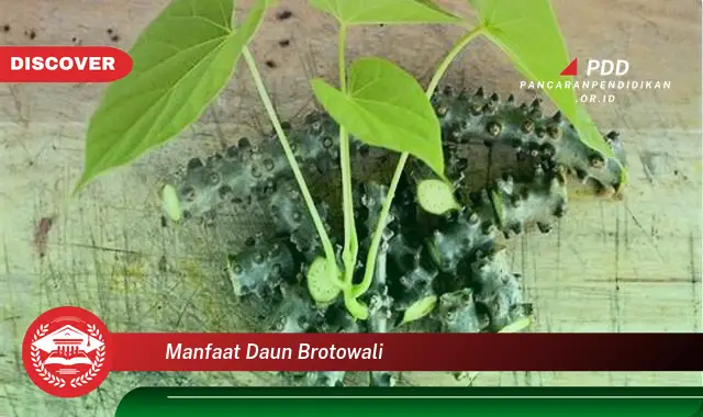 manfaat daun brotowali