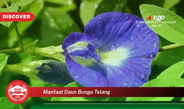 manfaat daun bunga telang