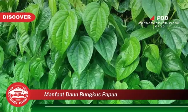 Jarang Diketahui, Ini dia 30 Manfaat Daun Bungkus Papua yang Wajib Diintip