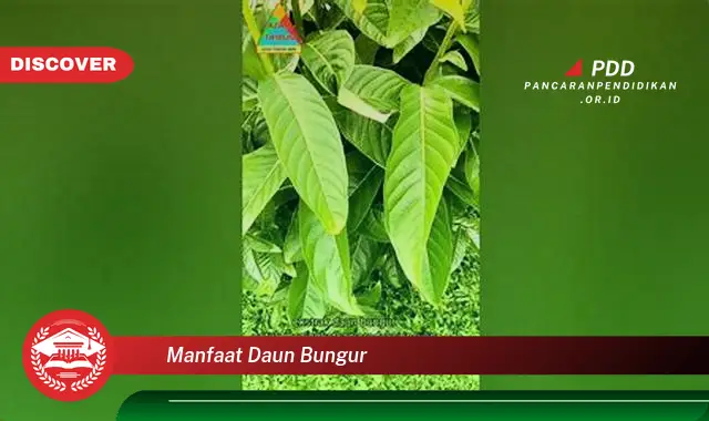 manfaat daun bungur