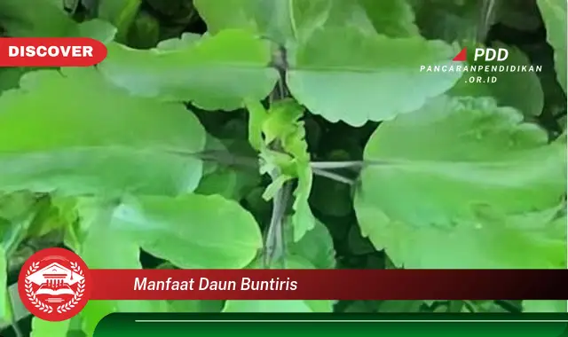 manfaat daun buntiris