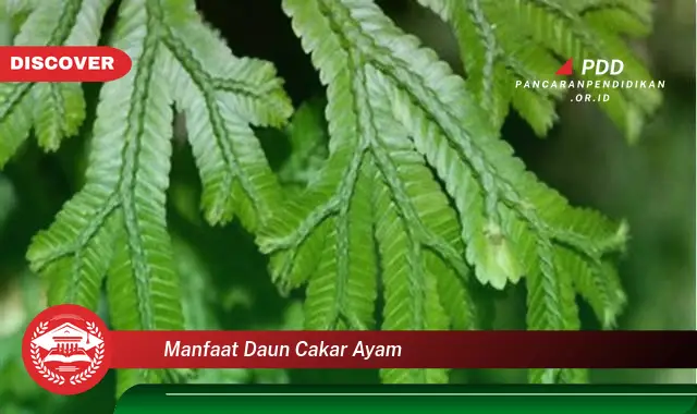 manfaat daun cakar ayam