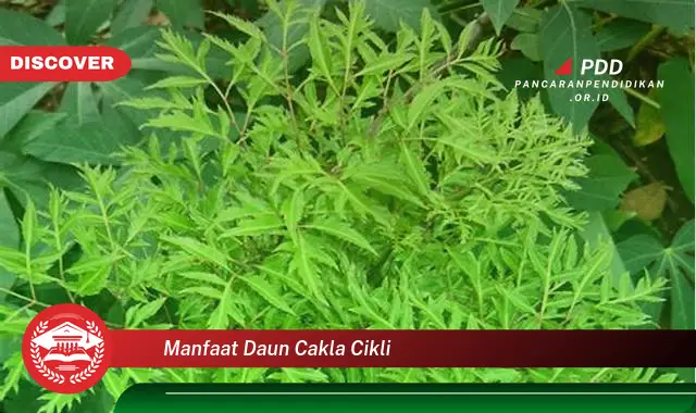 manfaat daun cakla cikli