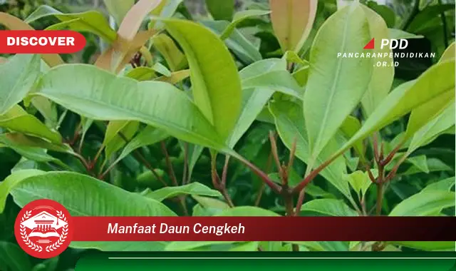 manfaat daun cengkeh