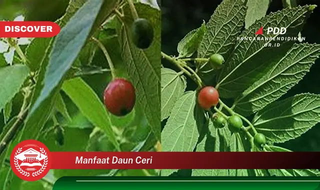 manfaat daun ceri