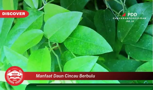 manfaat daun cincau berbulu