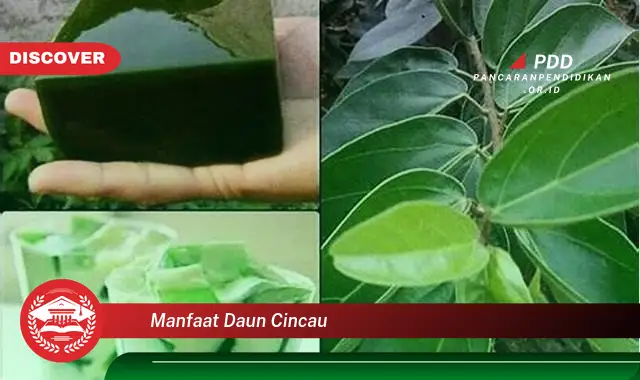 manfaat daun cincau