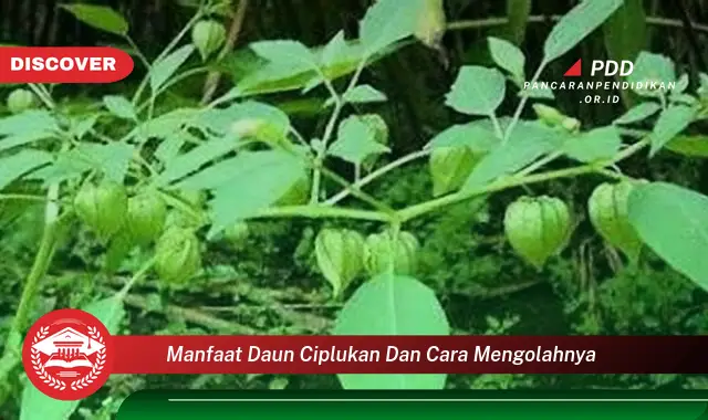 manfaat daun ciplukan dan cara mengolahnya