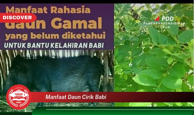 manfaat daun cirik babi