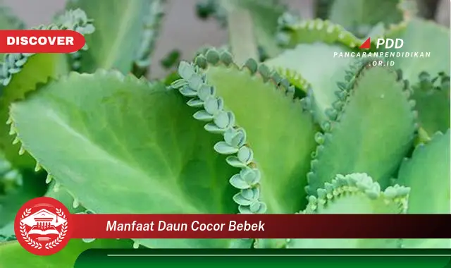 manfaat daun cocor bebek