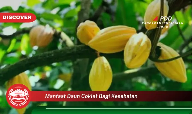 manfaat daun coklat bagi kesehatan