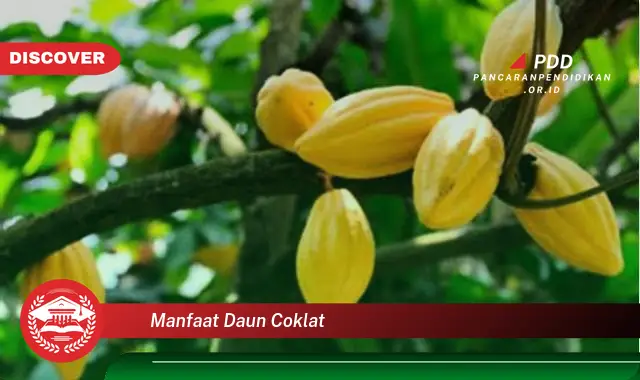 manfaat daun coklat