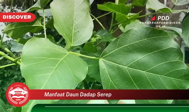 manfaat daun dadap serep