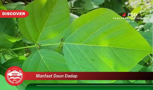 manfaat daun dadap