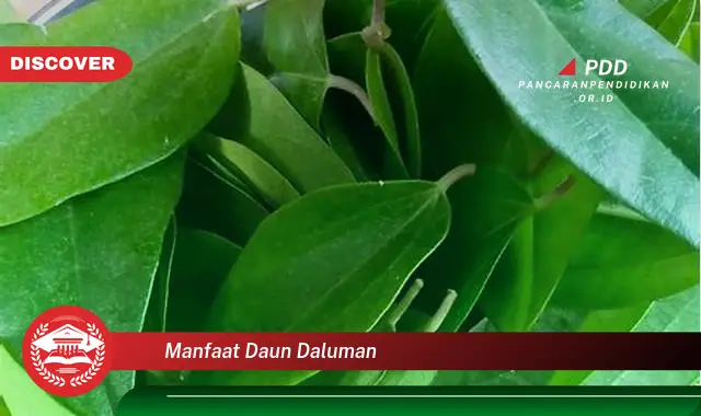 manfaat daun daluman