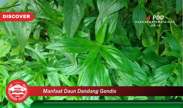 manfaat daun dandang gendis