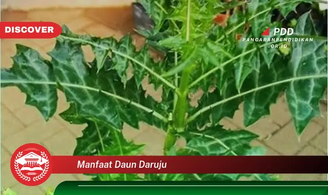 manfaat daun daruju