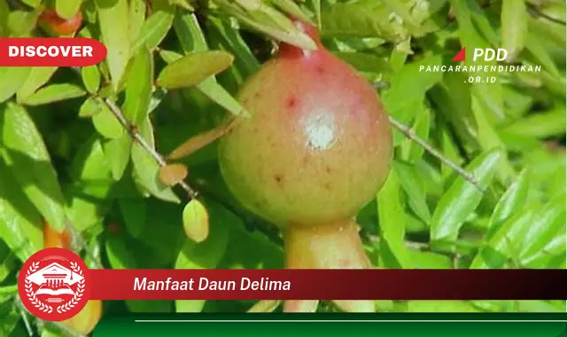 manfaat daun delima