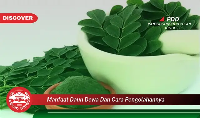 manfaat daun dewa dan cara pengolahannya