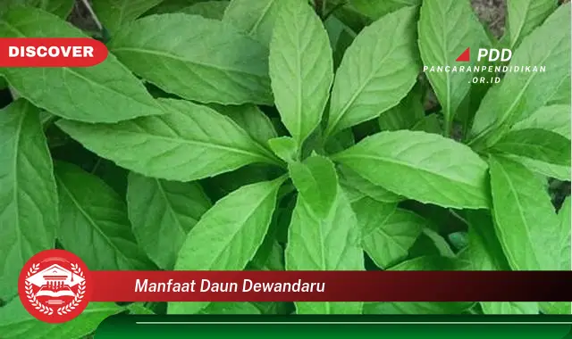 manfaat daun dewandaru