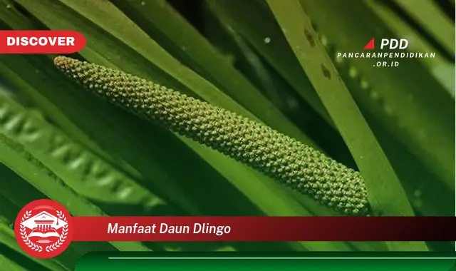 manfaat daun dlingo