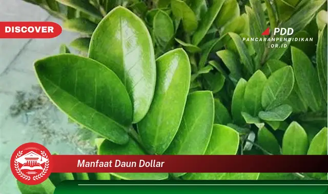 manfaat daun dollar