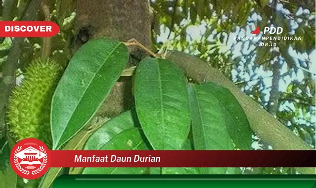 manfaat daun durian