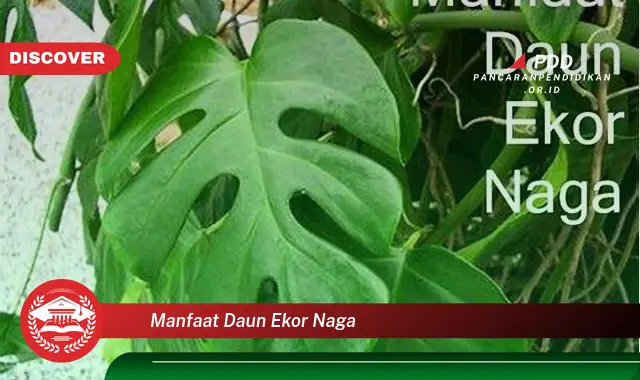 manfaat daun ekor naga