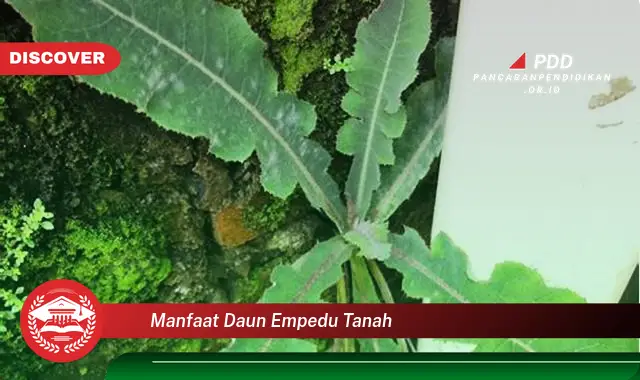 manfaat daun empedu tanah