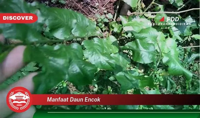 manfaat daun encok