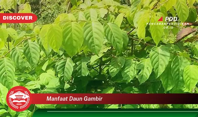 manfaat daun gambir