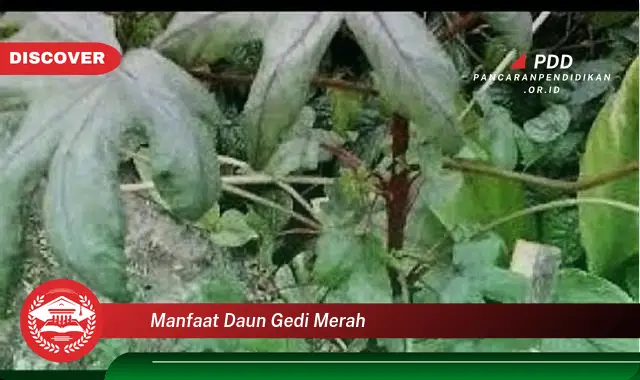 manfaat daun gedi merah