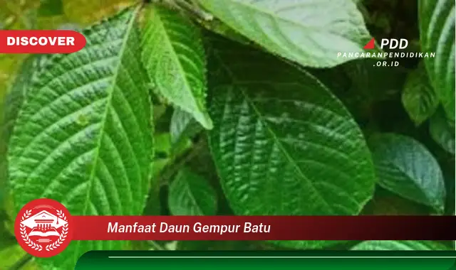 manfaat daun gempur batu