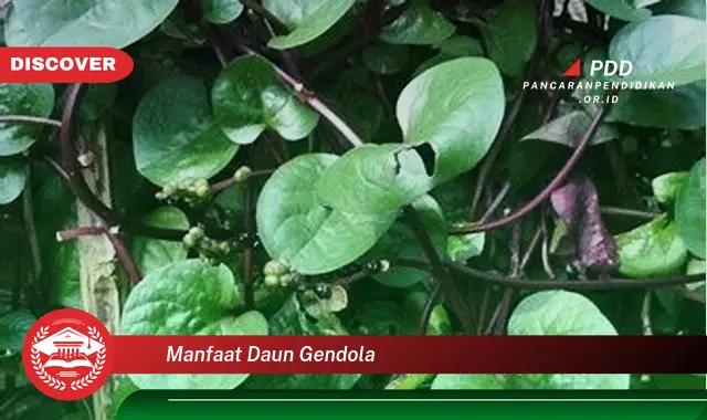 manfaat daun gendola