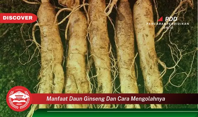 manfaat daun ginseng dan cara mengolahnya