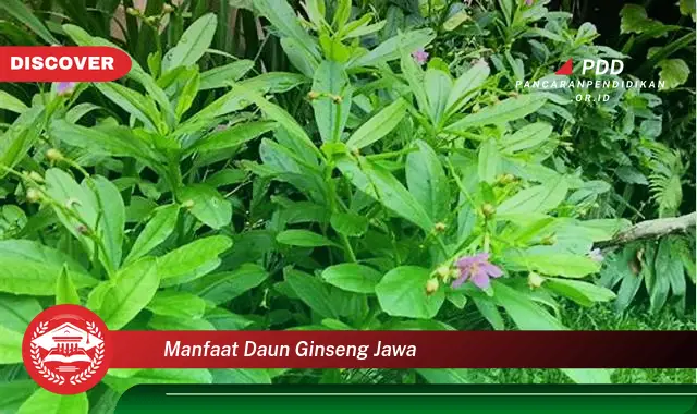 manfaat daun ginseng jawa