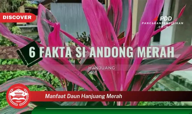 manfaat daun hanjuang merah