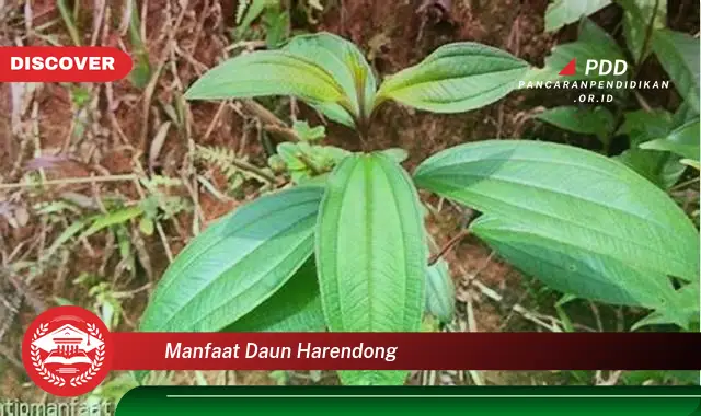 manfaat daun harendong