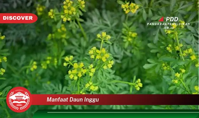 manfaat daun inggu