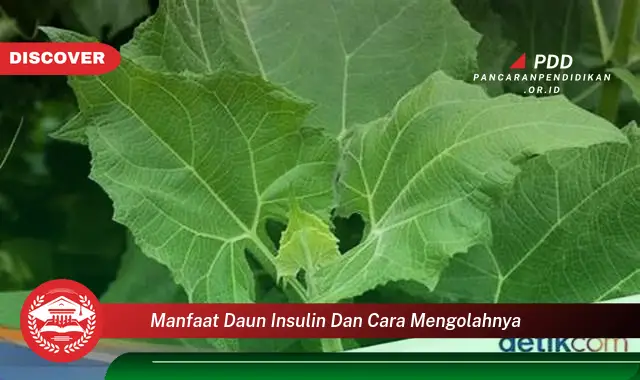 manfaat daun insulin dan cara mengolahnya