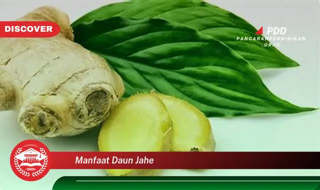 manfaat daun jahe