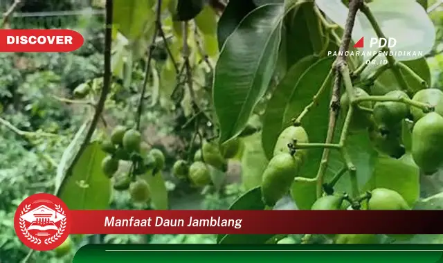 manfaat daun jamblang