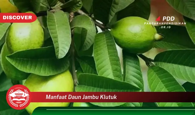 manfaat daun jambu klutuk