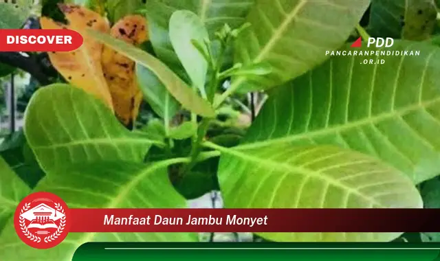 manfaat daun jambu monyet
