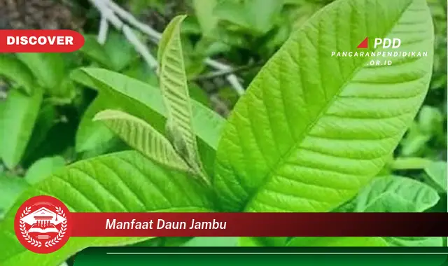 manfaat daun jambu