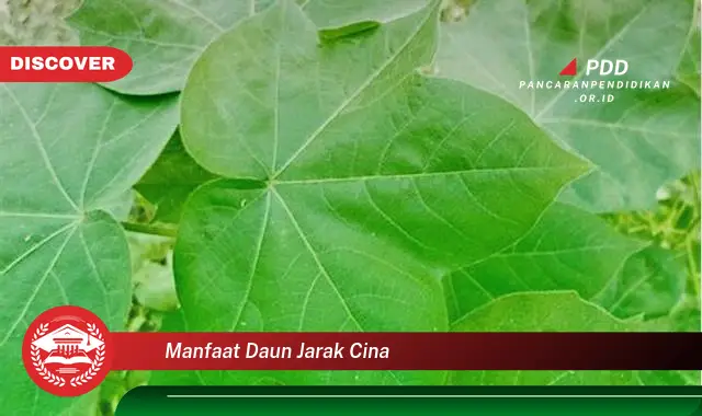 manfaat daun jarak cina