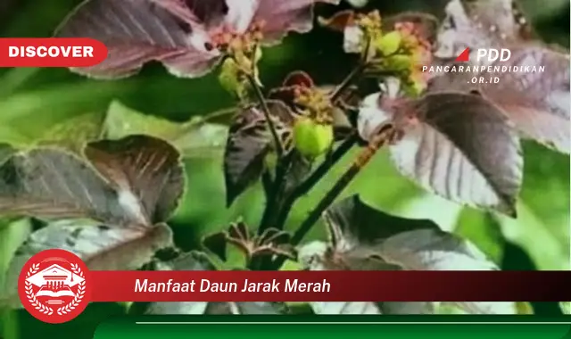 manfaat daun jarak merah